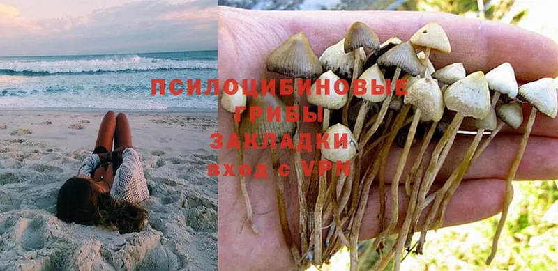 MEGA как войти  Ковдор  Псилоцибиновые грибы Magic Shrooms 